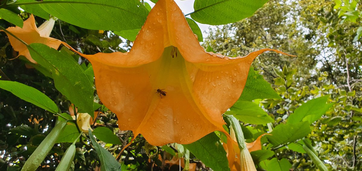 MoralityGin's tweet photo. #belladonna The Beladonna tree flowering like never before. #blackhorsebrewery #StayAtHomeSa https://t.co/IyCBhRUgfZ