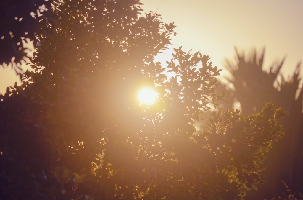 pride_brad's tweet photo. Beautiful sunrising behind these trees 💛 https://t.co/CcPEQ0VZq0