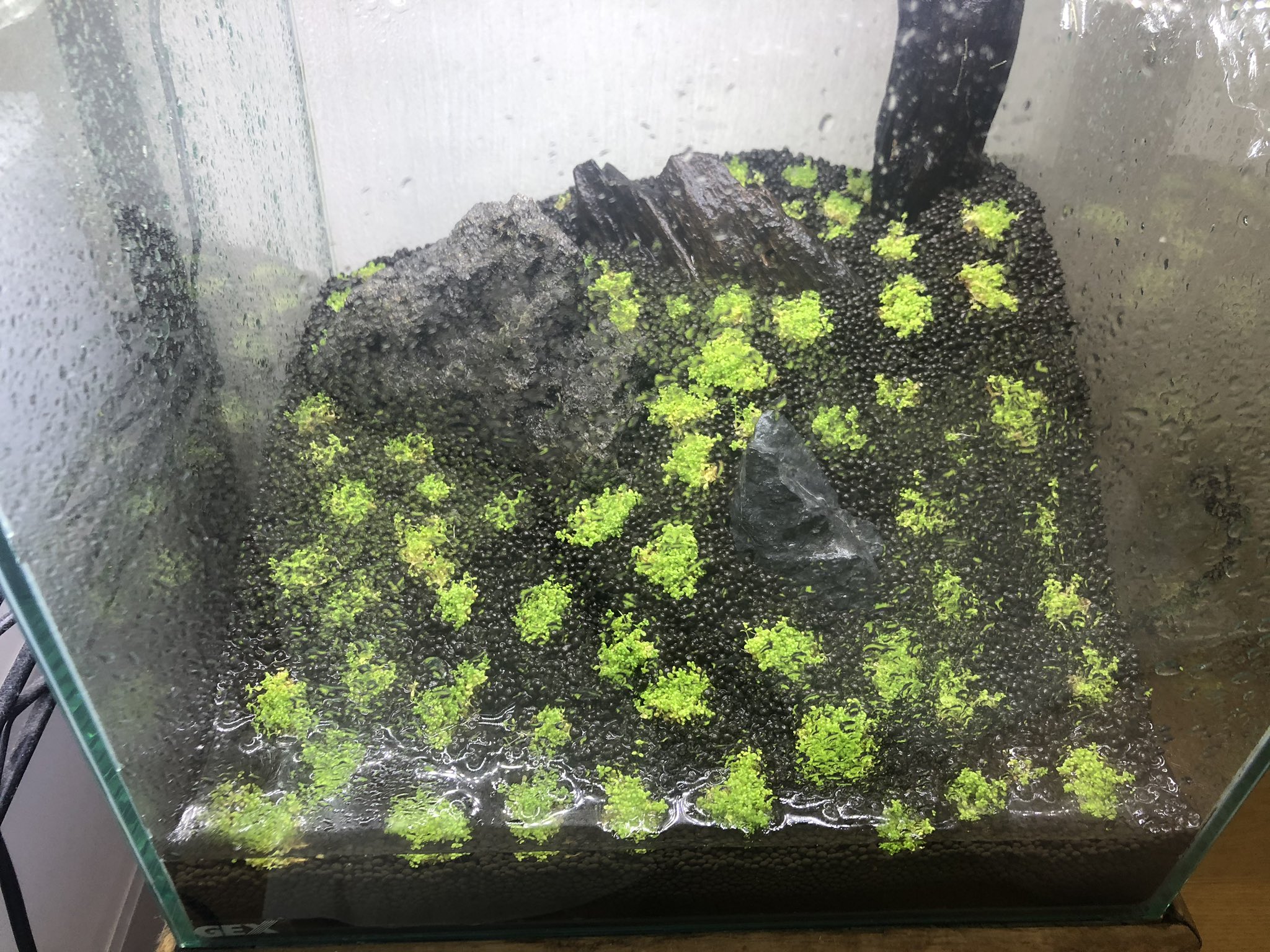 糸賀修平 ミストで育てるアクアリウム 自粛中に緑の芝生になるように 水槽を立ち上げました さぁ確定申告やろっと T Co Dzep1wazcd Twitter