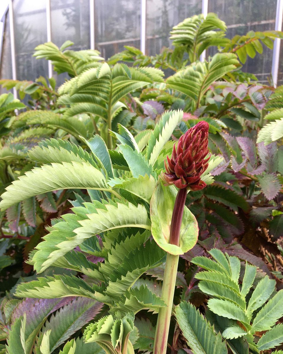 Patternistas's tweet photo. New plant life and a purple heart- #onerunaday uplifting in spite of the #pandemic https://t.co/eVPefSydy9