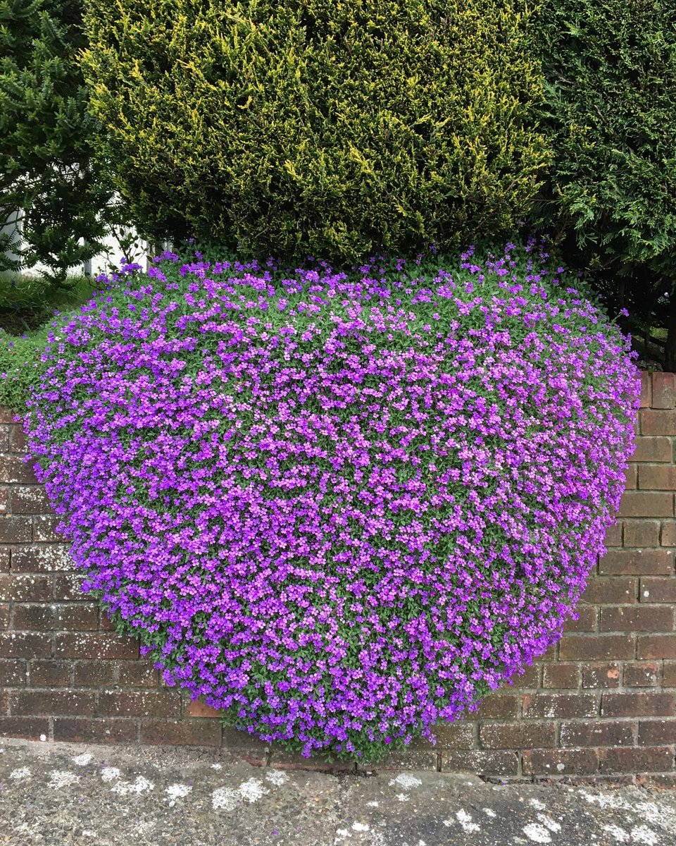 Patternistas's tweet photo. New plant life and a purple heart- #onerunaday uplifting in spite of the #pandemic https://t.co/eVPefSydy9
