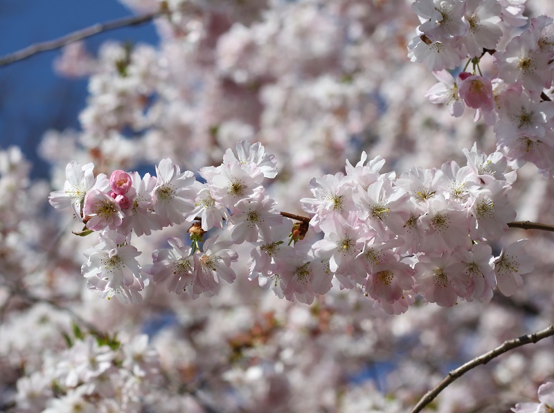 Wie wertvoll ist es am Morgen etwas Positives zu erleben. Wie z. B. dieses Baum-Märchen:
maerchenhaft.erfuelltes-leben.de/maerchen-die-v…
#märchen #bäume #natur