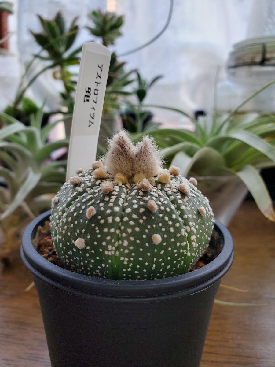 うば玉 つぼみが二つ膨らんで耳の生えたファンシーな生き物みたいになってきた兜丸 人間社会の混乱など関係ない緑の生き物たちは春の訪れを言祝いで 花芽をつけたりつぼみを綻ばせたり瑞々しい新トゲをつけたりと 思い思いに 形態変化をしている サボテン