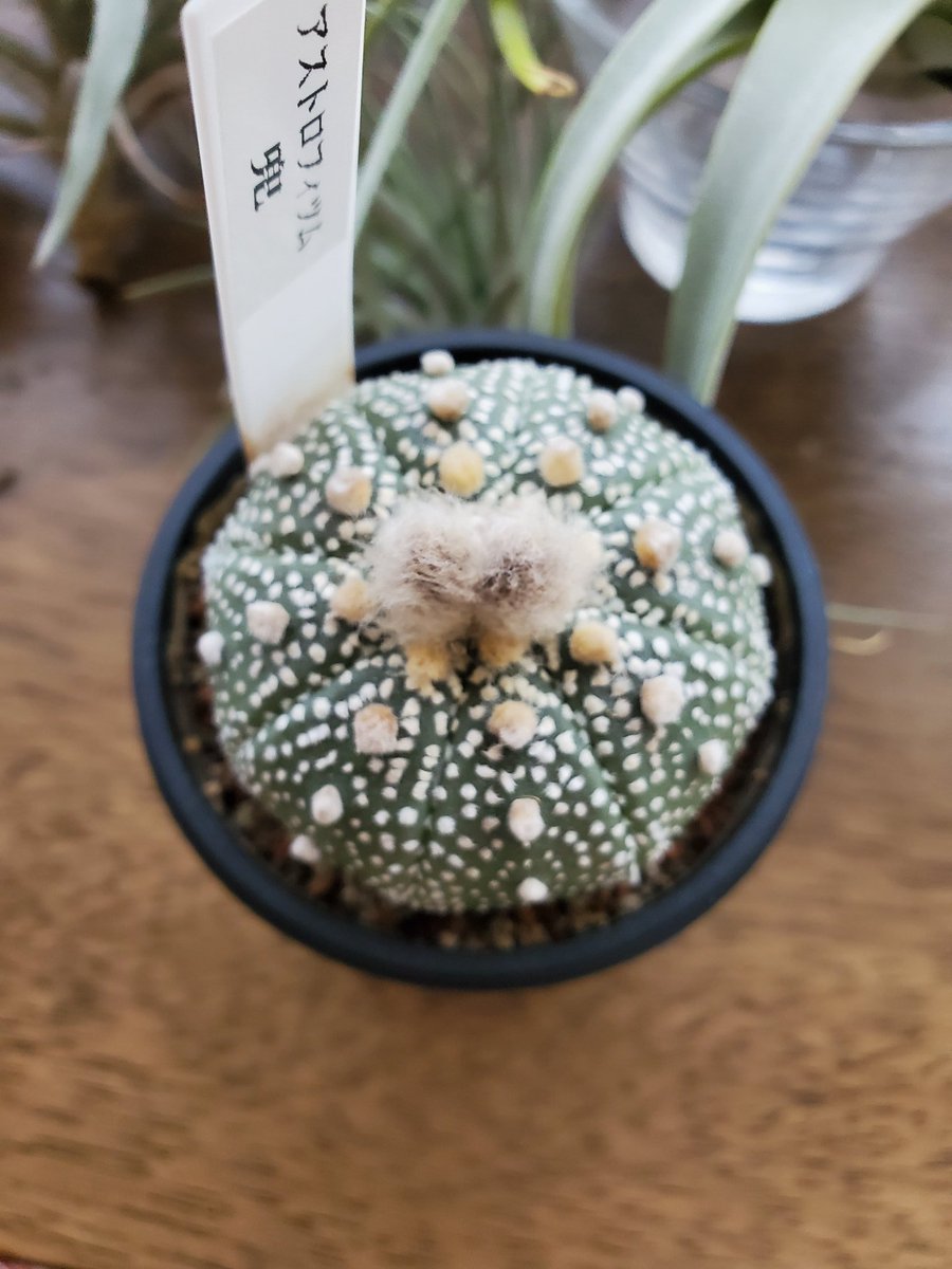 うば玉 つぼみが二つ膨らんで耳の生えたファンシーな生き物みたいになってきた兜丸 人間社会の混乱など関係ない緑の生き物たちは春の訪れを言祝いで 花芽をつけたりつぼみを綻ばせたり瑞々しい新トゲをつけたりと 思い思いに 形態変化をしている サボテン