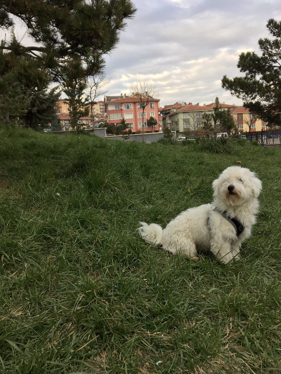 dogazgen's tweet photo. @kucukucuhaw Bonny https://t.co/uFHraaAe9E