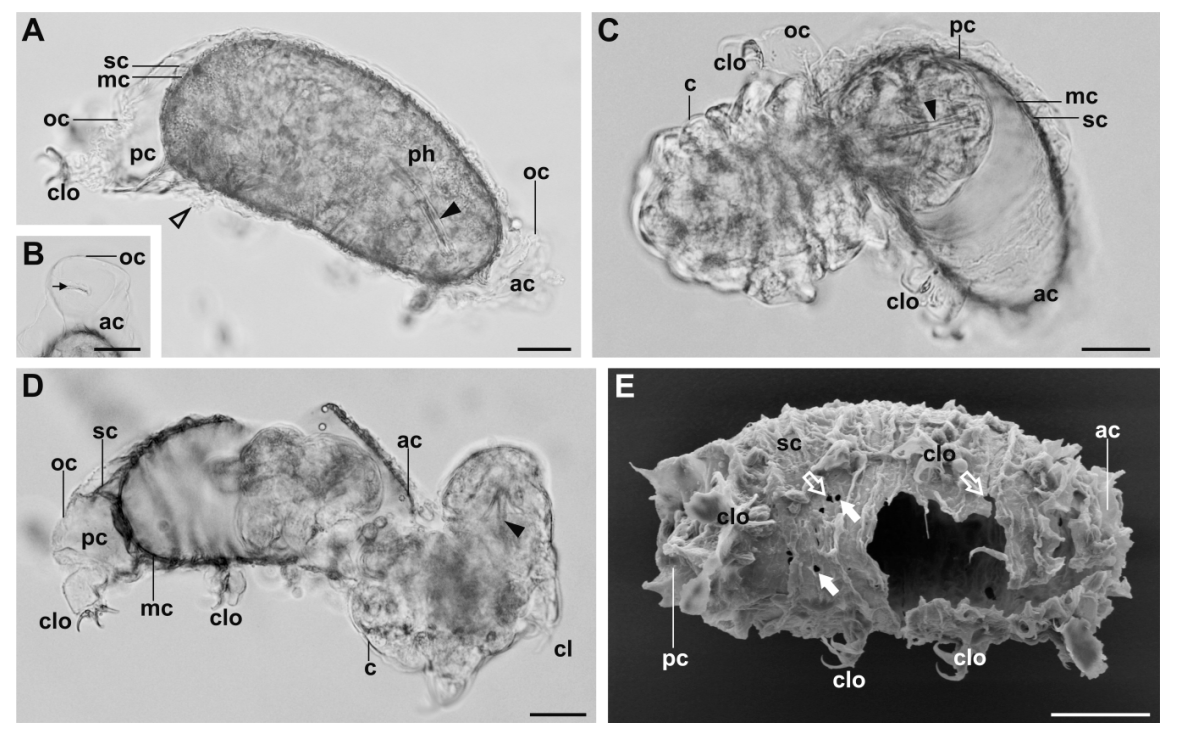 DiversityMDPI's tweet photo. #DiversityMDPI Publication 
Analysis of #Encystment, Excystment, and #Cyst Structure in Freshwater Eutardigrade #Thulinius #ruffoi (Tardigrada, Isohypsibioidea: Doryphoribiidae)
https://t.co/FKRMKOlKHW https://t.co/H6l3oAaVQB