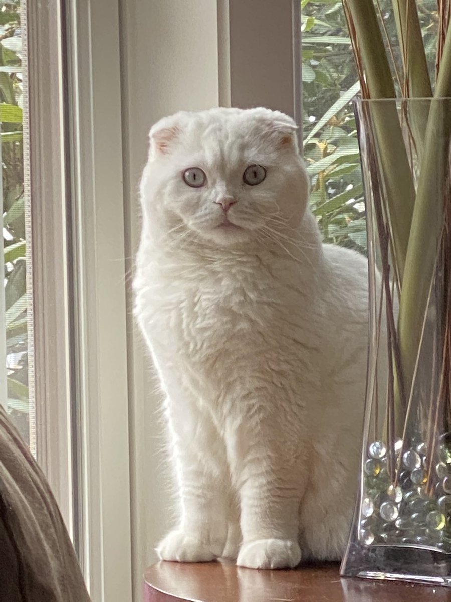 fallaav's tweet image. ⁦@AmyFreeze7⁩, this is Sierra, #supercatsaturday