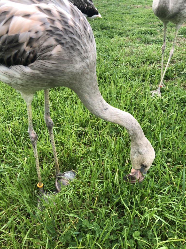 Habanero loves pulling pieces of grass and playing with sticks. If he’s not finding random “toys”, he’s starting fights with other birds. Flamingos are fairly skittish, and it usually takes us about a week to get our flock comfortable with new stimuli.