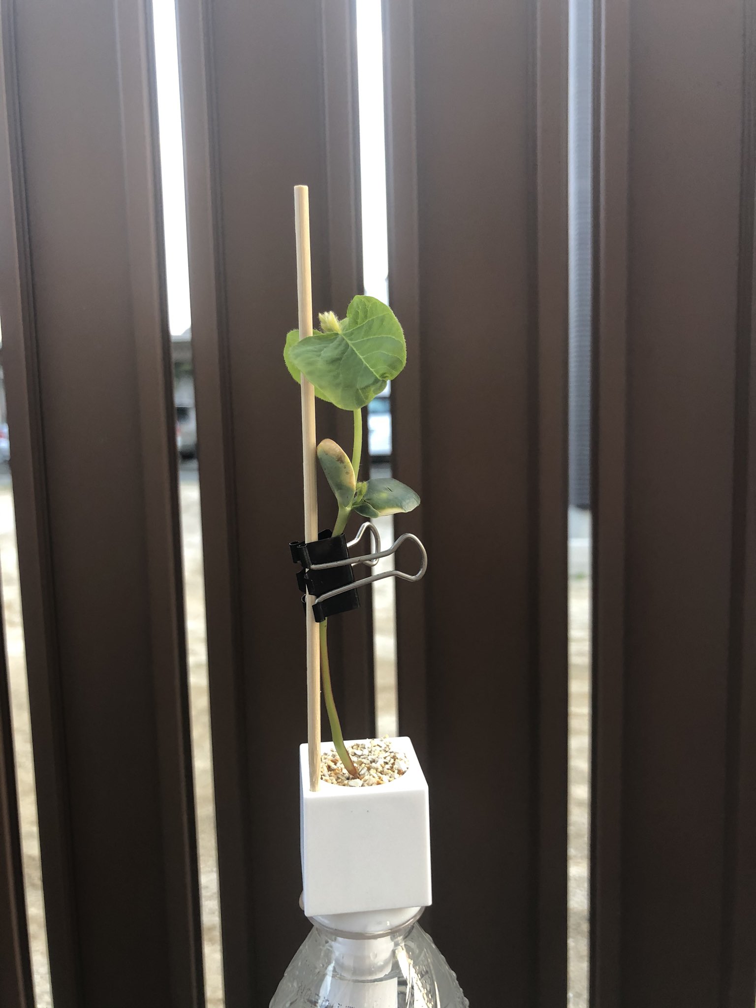 ハリキリ 0218 Green Tweet 夜の枝豆さん 本葉 育ってる と言ってもかなり寄ってるので大きく見えるけど実際は微々たる成長 2枚目の写真だとその小ささがわかるかな 枝豆育ててます ペットボトル栽培 Greentoy 家庭菜園 成長記録
