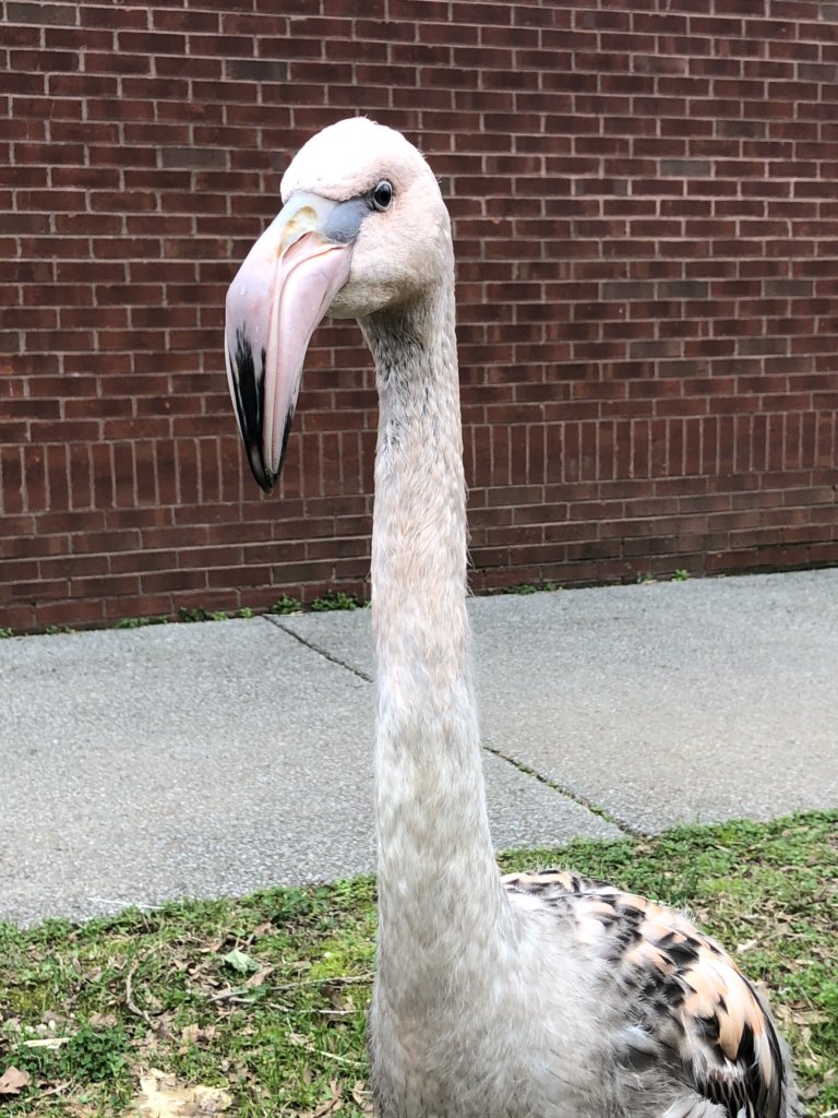 Ghost is our largest chick, and he’s all attitude, too! He’s not only the biggest, but also the most colorful, for now. It takes up to 2 years for flamingos to get their full coloration.