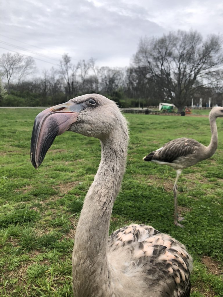 Cayenne finds planes highly suspect. She also doesn’t like geese or noisy people. Flamingos have color vision which helps them distinguish between one another and see predators.