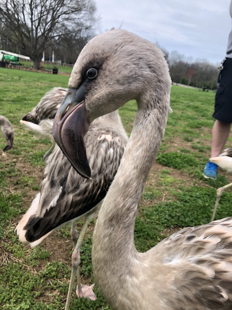 Ají is our first-hatched, so she’s quite special to us. We call her the Queen, but really she stands somewhere in the middle of the hierarchy of the flock, mostly minding her own business. Personality and behavioral types determine the hierarchy of flamingo flocks.