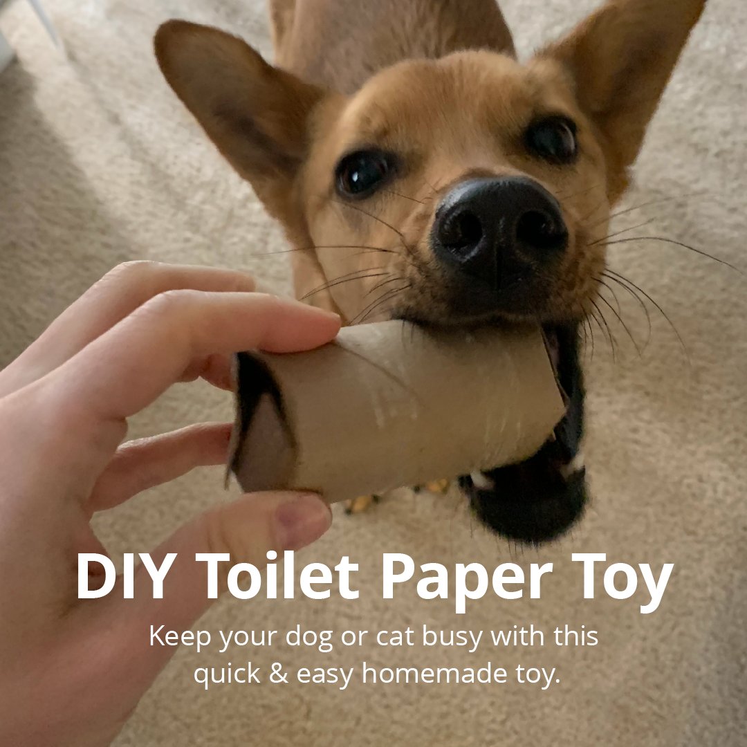 Can Dogs Eat Toilet Paper