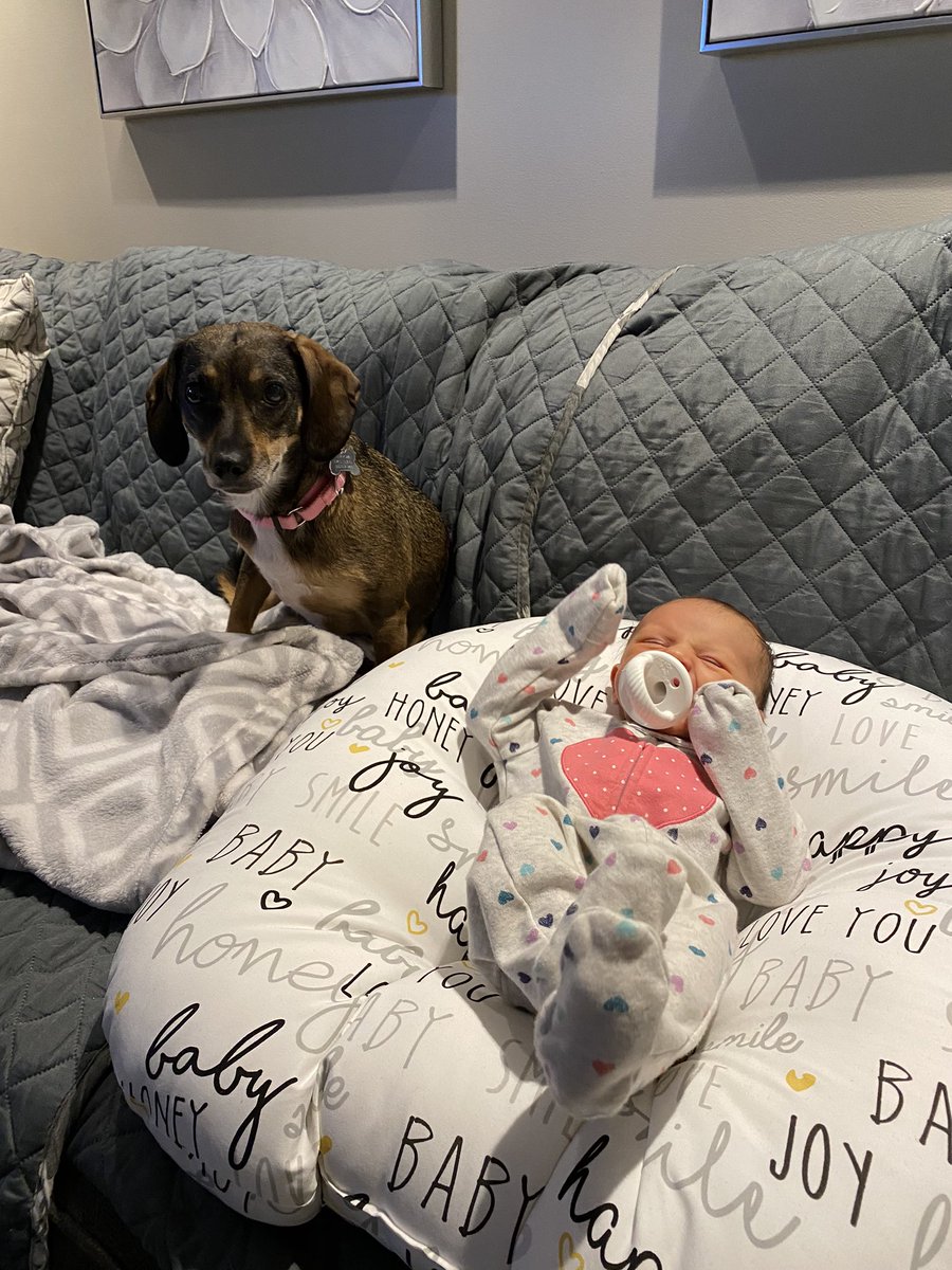 MrsRozziKS's tweet photo. So thankful for my new quarantine buddy but can’t wait until things go back to normal so she can meet her people! For now we will enjoy all the snuggles and bailey will learn that she’s ok even when she cries. 💗 https://t.co/beqTj8Se5F