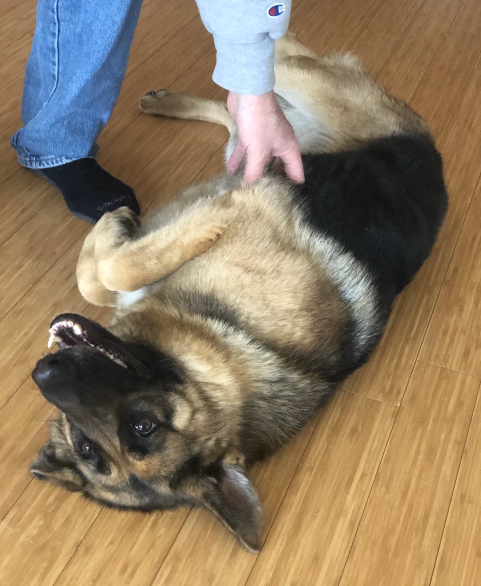 GSDCofAmerica's tweet photo. Happy Saturday Friends! May today bring each of you a day full of blessings! Go to https://t.co/ix2pvAyssl today for the latest information regarding dog events, canine health, and a TON of other canine news! #gsdca #gsd #dogs #pets #germanshepherd #dogevents #dogshows https://t.co/XFNA14aOfm