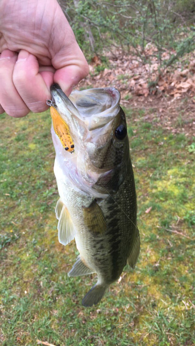 AndyWadeKY's tweet photo. #BassCandy #CatchFishAnywhere #BassFishing #RebelLures https://t.co/oIk6DIpfkR