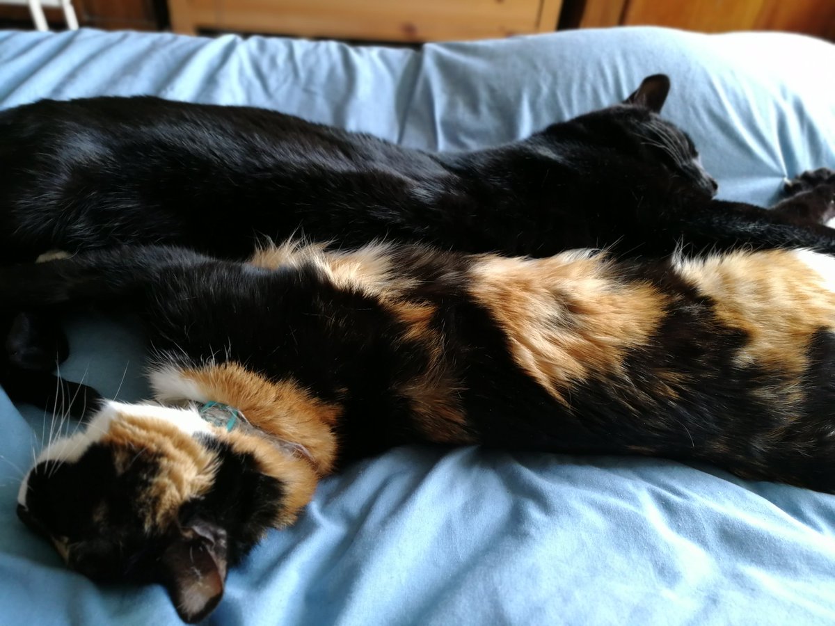 PenThorpeBooks's tweet photo. Happy #Caturday everyone. We're enjoying a quiet weekend at home with Clementine and Herodotus. Mr Thorpe is turning the garage inside out, and I'm setting up the study ready for #filmingfromhome next week. Hope you're all safe and well x https://t.co/jL1jGGC0M3
