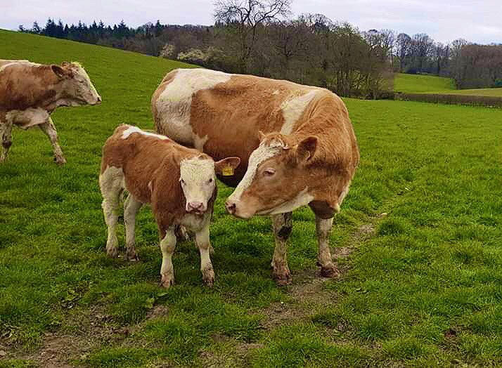 cogentbreeding's tweet photo. #SiredByCogent Coose JERICHO at the Portman Burtley Estate in Burnham.
✅ Bred from a prolific cow family in Southern Ireland.
⭐️ 5* Terminal & Maternal Breeding Values.
✅ Great Conformation traits
For more visit - https://t.co/WoDQtg4ASk
#BeProfitableBeCogent https://t.co/fiKf62BNuL
