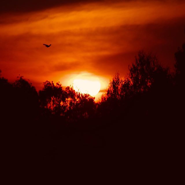 Saturday Sunset. #sunset #sunsetphotography #naturephotography #sky #sunsetsilhouette #birds: zpr.io/tk5yy