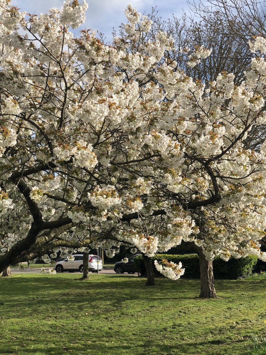 my heels ached today, i went a different route. it was sunny and quite warm. i am slowly regulating my sleep pattern too.i saw these pretty trees. i hope i can keep this up but i might have to do shorter walks on some days.April 4th. 9,646 steps.