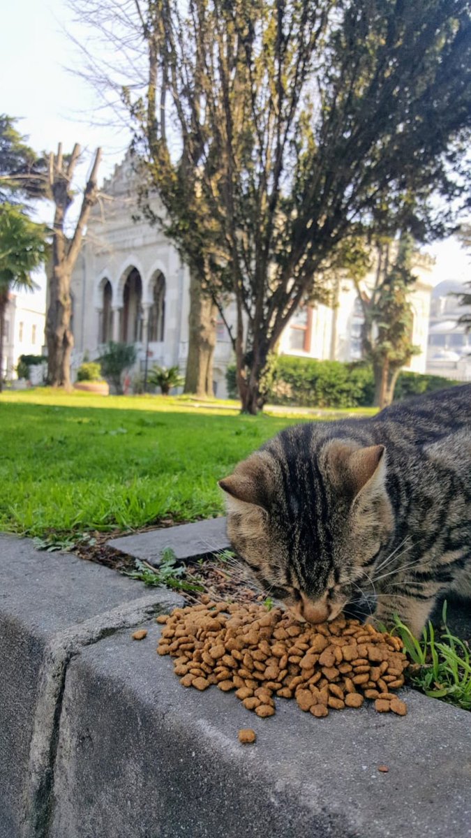 Dün ve Bugün Profesörler Evi/Beyazıt.