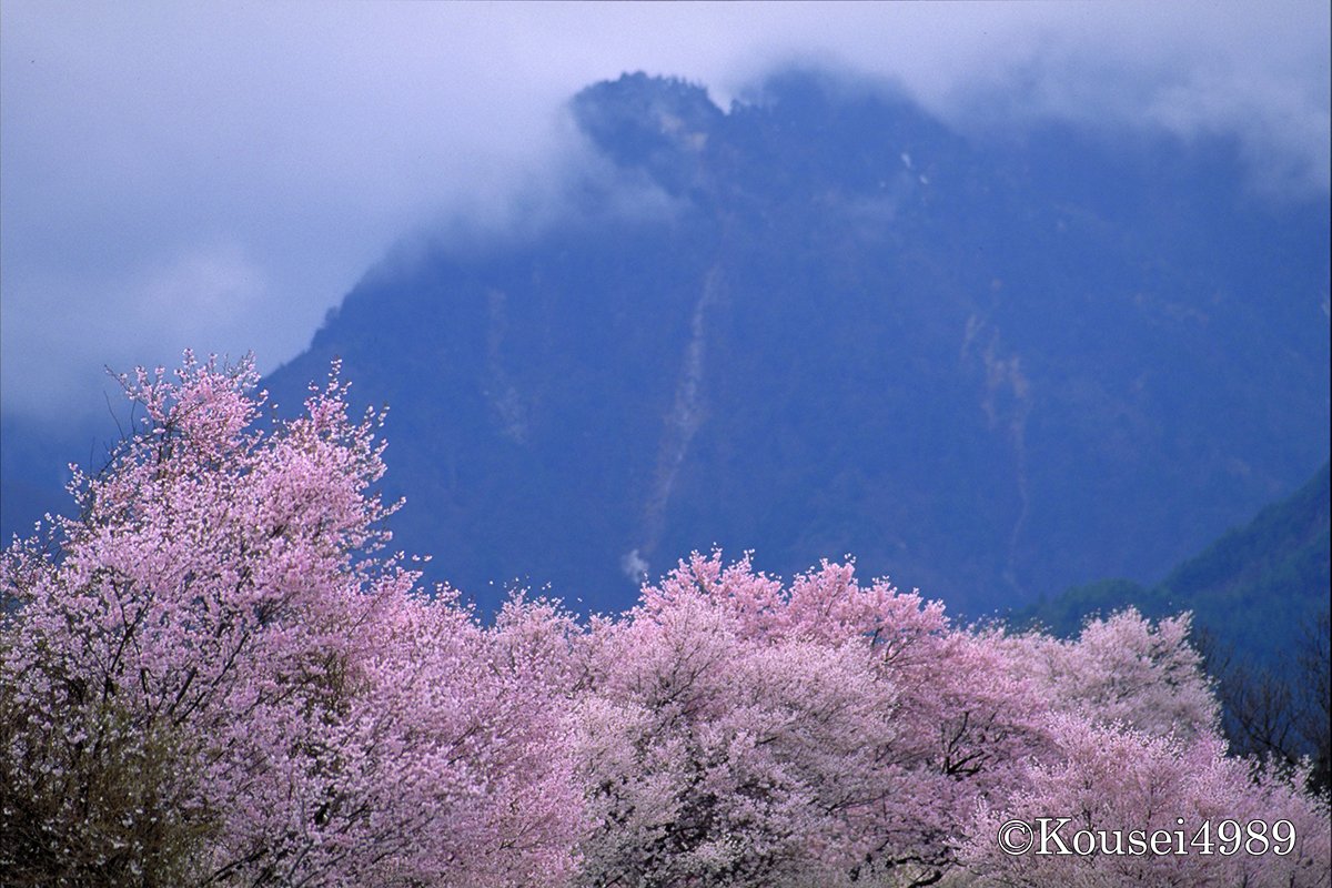 こぉせぇ四苦八苦 桜 を名前に持つ友達の誕生日なので桜の写真を 南の 桜ちゃん は3月半ば 北の 桜ちゃん は4月半ば 5 月生まれなのだろうか 新型コロナの影響による外出自粛でお花見もままならない世の中ですが これはフィルム時代の写真