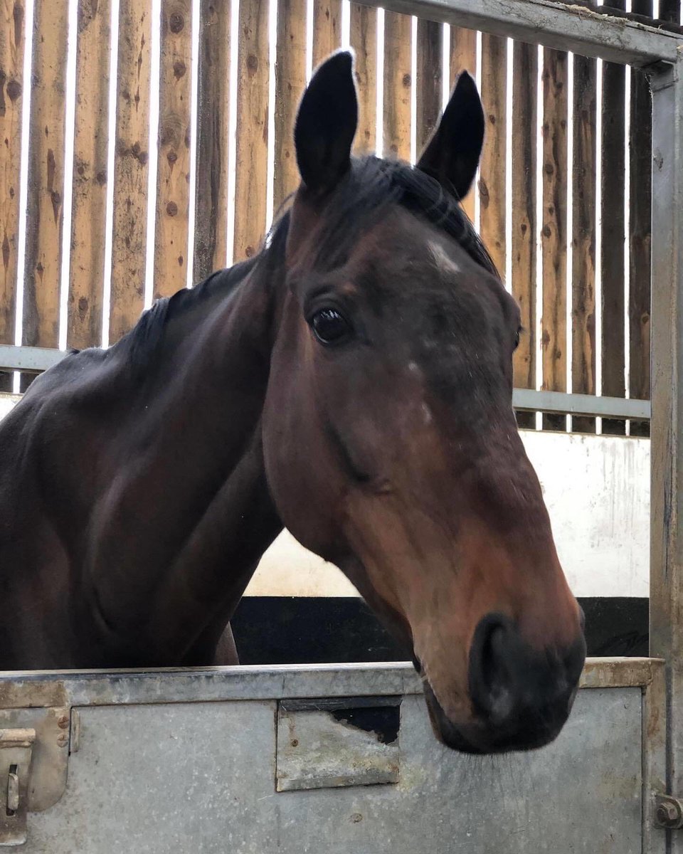 PKirbyRacing's tweet photo. Ben thinks he can hear that roar....🐎what a brilliant horse he has been this season 👏 #VirtualGrandNational https://t.co/752MExKPw3