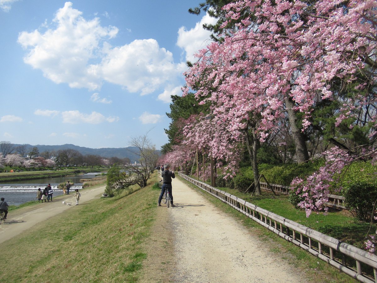 ｉｋｙｓ در توییتر 年4月4日 京都 桜 賀茂川 No 12 京都 桜 賀茂川 鴨川