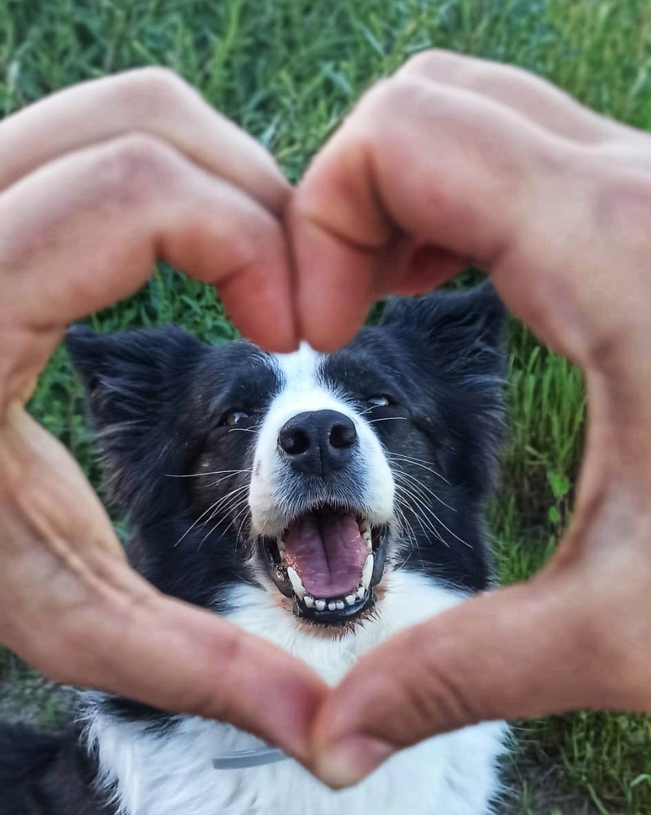 ❤️ Ona, que es todo amor, quiere compartirlo con vosotros en estos días tan difíciles.
⠀
💚 Así que, ¡Mucho amor para todos de su parte y de toda la familia binomios.
⠀
🙈 Os retamos a hacer lo mismo, etiquetarnos y añadir el #amorbinomios

#amoranimal #perros #confinamiento