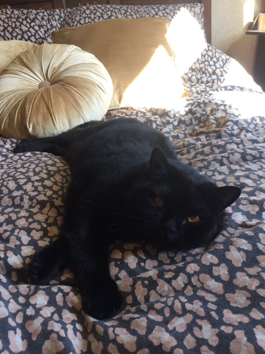 More relaxed than a Sloth 😹
#caturday #catlife #BlackCat #SaturdayVibes #SaturdayMood          🐾😻🐾