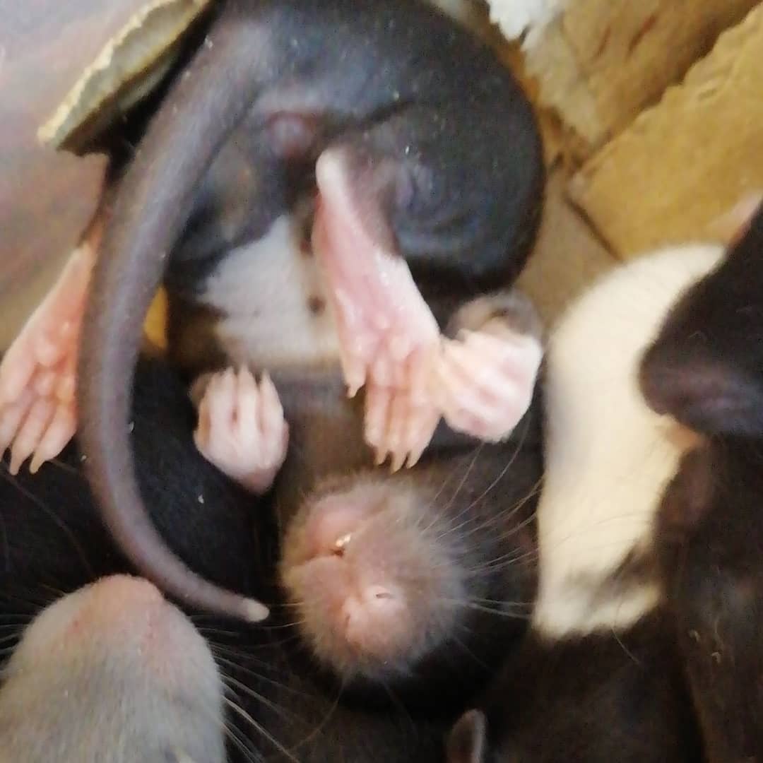 They see me rolling, they hating.

#ratsoftwitter #rats #petrats