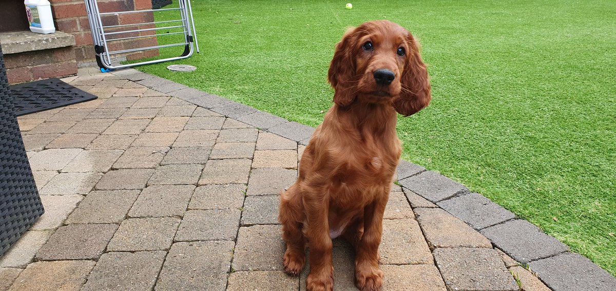 MaxSafe Solutions (@maxsafe_ltd) on Twitter photo 2. Last "Jag" due 8th April, can't get the pup out properly to get socialised. Rowan is asking for help. I'm looking for advice. <a href="/ProfNoelFitz/">Noel Fitzpatrick</a> <a href="/scotgov/">Scottish Government</a> <a href="/NicolaSturgeon/">Nicola Sturgeon</a> #dogsarefamily #dogforlife #irishsetter 2. Last "Jag" due 8th April, can't get the pup out properly to get socialised. Rowan is asking for help. I'm looking for advice. <a href="/ProfNoelFitz/">Noel Fitzpatrick</a> <a href="/scotgov/">Scottish Government</a> <a href="/NicolaSturgeon/">Nicola Sturgeon</a> #dogsarefamily #dogforlife #irishsetter