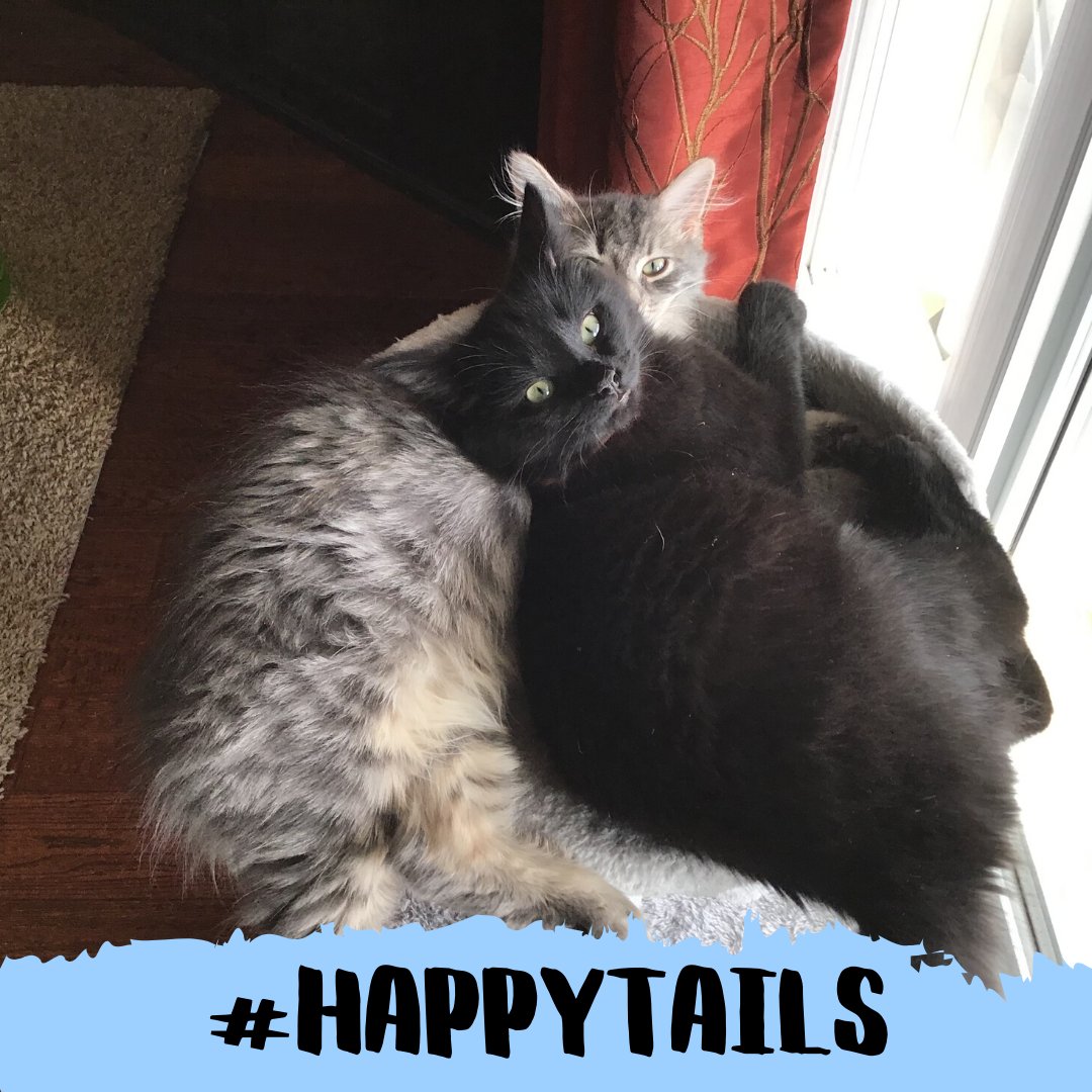 HSpeterborough's tweet photo. #HappyTails - "We adopted these two sweet babies in November from Peterborough Humane Society. I came in just to look, and fell in love. They are the most amazing cats and we love them. So happy we made this choice!" #adopted #keepPAWsitive #lovebugs https://t.co/073ZFZ04IF