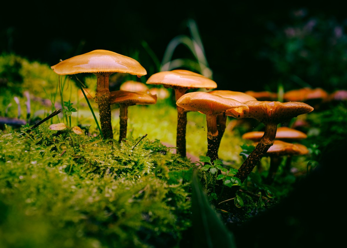 rosenstech's tweet photo. #Normandie #mushrooms #grass #leaves #NaturePhotography #Photographie #photograghy #rainyday #fujifilm_xseries #fujifilm #x100f #nofilter #stilllife https://t.co/htLCDmXSxf