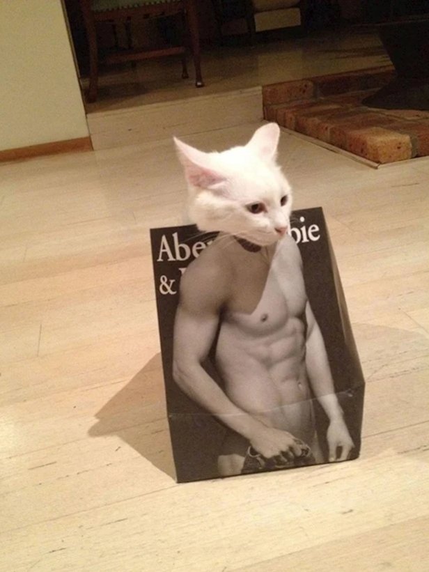 Cats in bags looking ripped, a short thread.1.