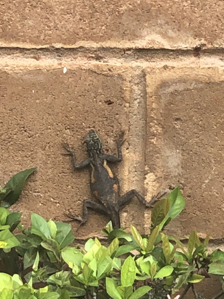 NnimmoB's tweet photo. Held captive at home by the lockdown I have suddenly discovered neighbours I never knew I had... from numerous birds hopping on the lawn (eating unfortunate worms) and flying overhead to... #Covid19 #LockDownNigeria https://t.co/A1mL8eZXHk