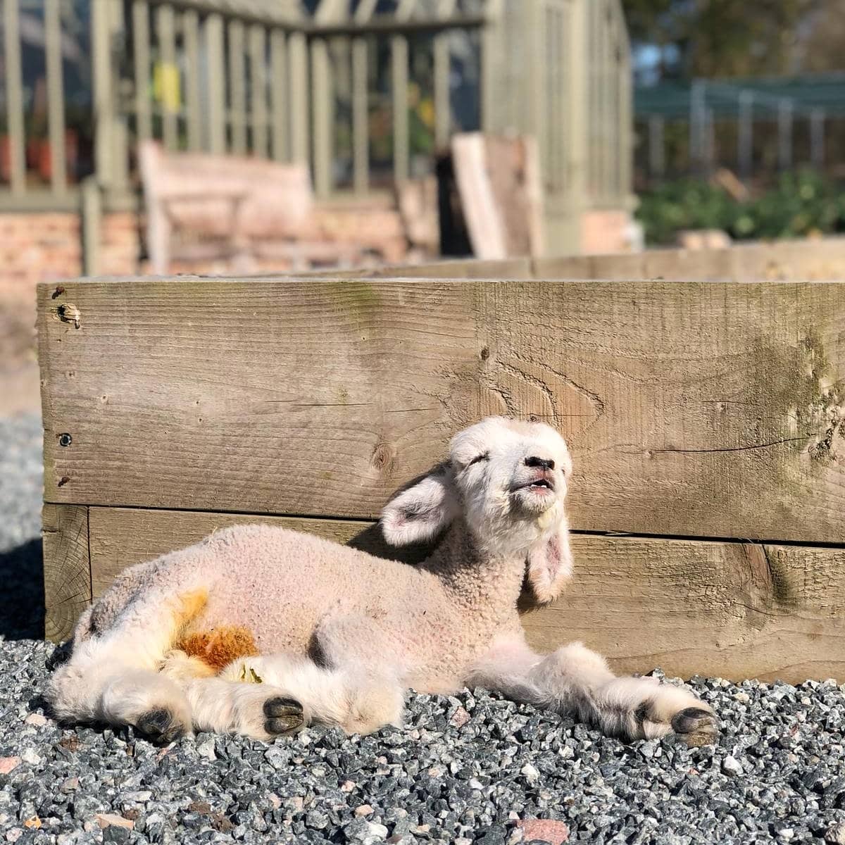 The_Pig_Hotel's tweet photo. Our Kitchen Gardens are busy this time of year but luckily we have a few little helpers giving us a hand over at THE PIG-at Bridge Place 🌱🐑 #thepighotel #kitchengarden https://t.co/lf222eqhNz