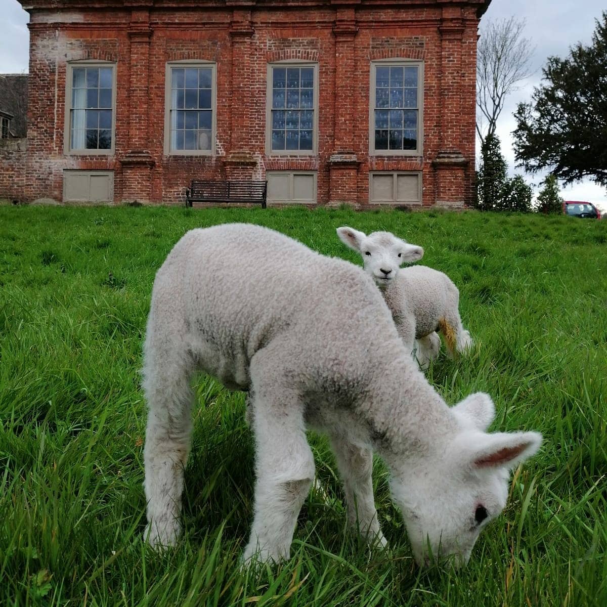 The_Pig_Hotel's tweet photo. Our Kitchen Gardens are busy this time of year but luckily we have a few little helpers giving us a hand over at THE PIG-at Bridge Place 🌱🐑 #thepighotel #kitchengarden https://t.co/lf222eqhNz