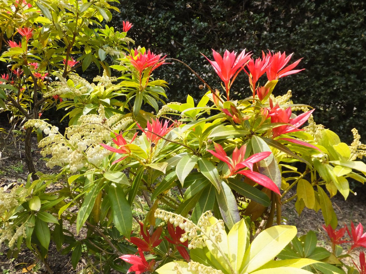 Pieris is one of the earliest-flowering shrubs in spring, providing substantial nectar to queen bumblebees who have just emerged from hibernation in March. It is a member of the heather family and has gorgeous foliage.