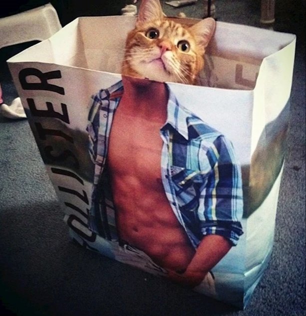 Cats in bags looking ripped, a short thread.2.