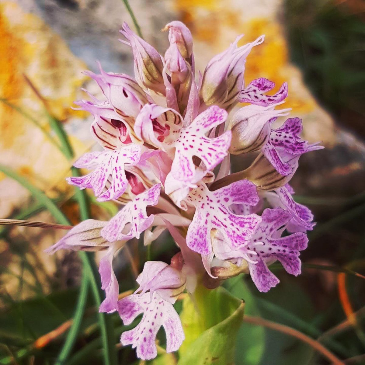 Today the Belgian participants  for Ekologika III, the second part of the #BINCO and #greenhouse #Erasmus+ exchange project would have left for Malta. Postponed #covid19, not cancelled. Hopefully later on the year more.#stayhome #jint Photo: A.Sinnesael, E.Hulsmans, J.Merckx