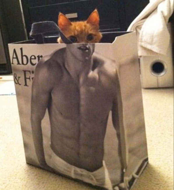 Cats in bags looking ripped, a short thread.6.Happy  #Caturday