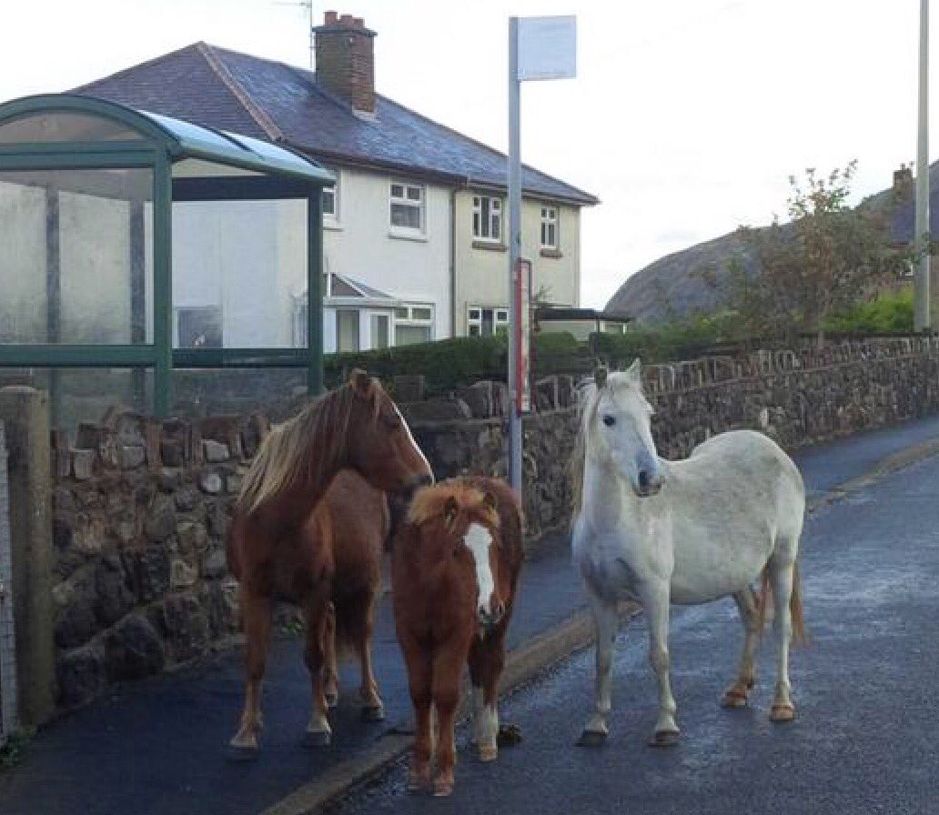 cllr_anne's tweet photo. @TheEllenShow Hi Ellen ... when you visit you can meet our Carneddau ponies too! You can do a whole series here & not cover everything.
#Dwygyfylchi #Capelulo #SychantPass #OurGreenVillage https://t.co/x8fV6ZXShw