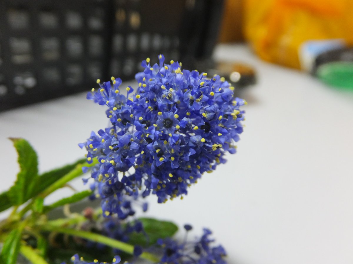 The inflorescence on a Ceanothus (soap bush) is called a thryse, and is comprised of some 10s to 100s of tiny flowers. Although each small flower provides little nectar and pollen, there can easily be >100k flowers on a large shrub!
