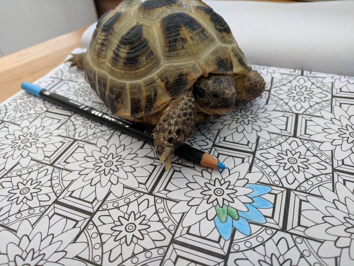 TKSTortoises's tweet photo. Colouring in is a great way to unwind. ✏️🎨🖼️🐢 #tortoisetips @tks_artdept 

#StayHomeSaveLives #NHSheroes https://t.co/72SCMIDCxp