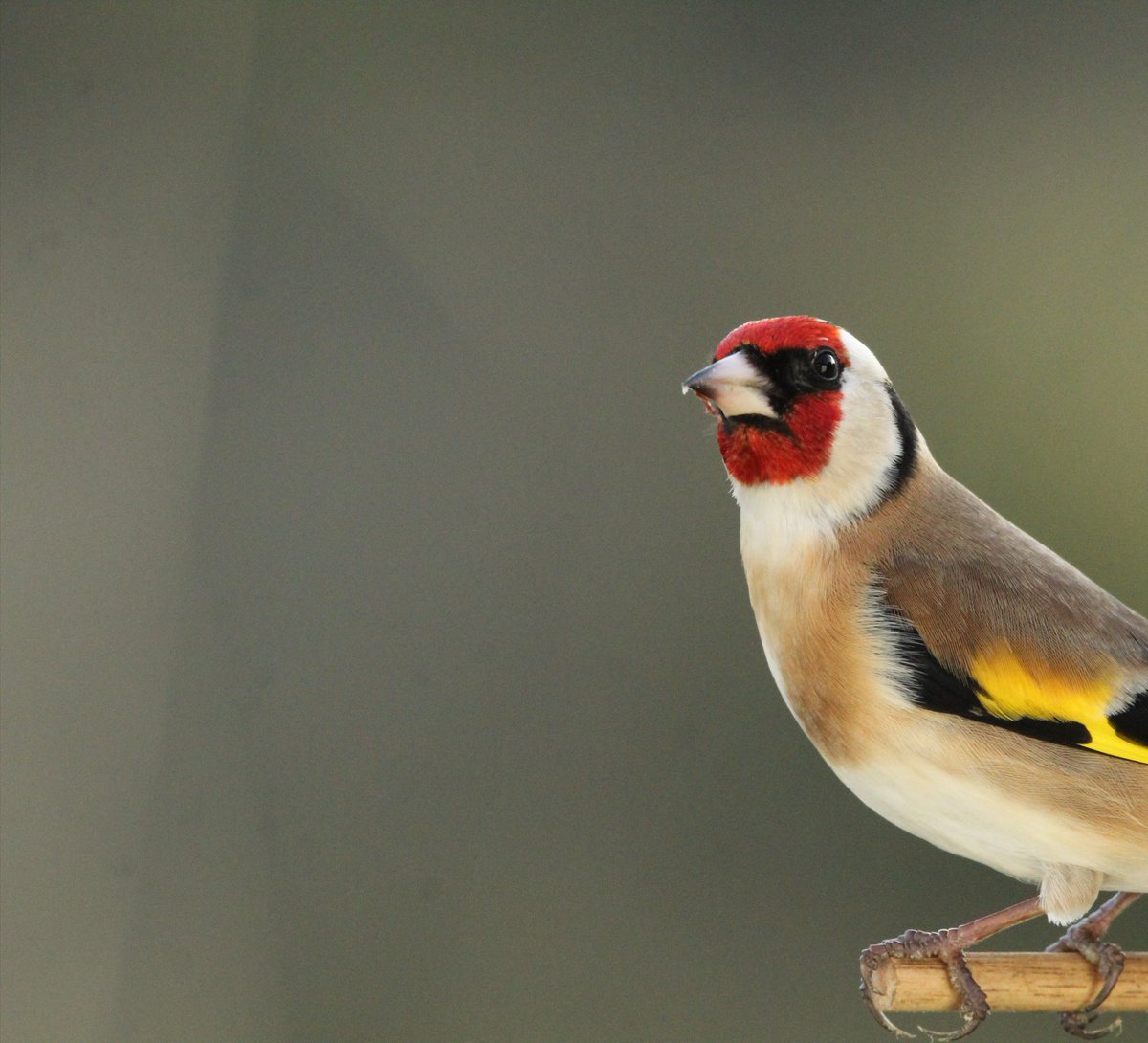Birds of Ireland tweet media