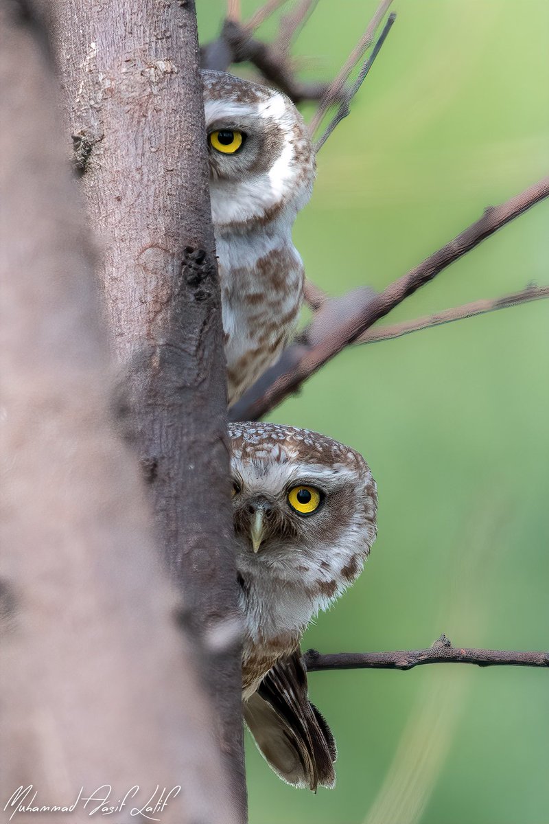MAsifLatif's tweet photo. #SpottedOwlet #AtheneBrama #HeadBaloki #Lahore #Punjab #July #Animal #Animals #Bird #BeautifulBird #WildBird #BirdofPakistan #NaturalLight #Nature #NaturePhotograph #NaturePhotography #Pakistan #PakistanWildlife #Wildlife #WildlifePhotography https://t.co/rbrFbTPnku