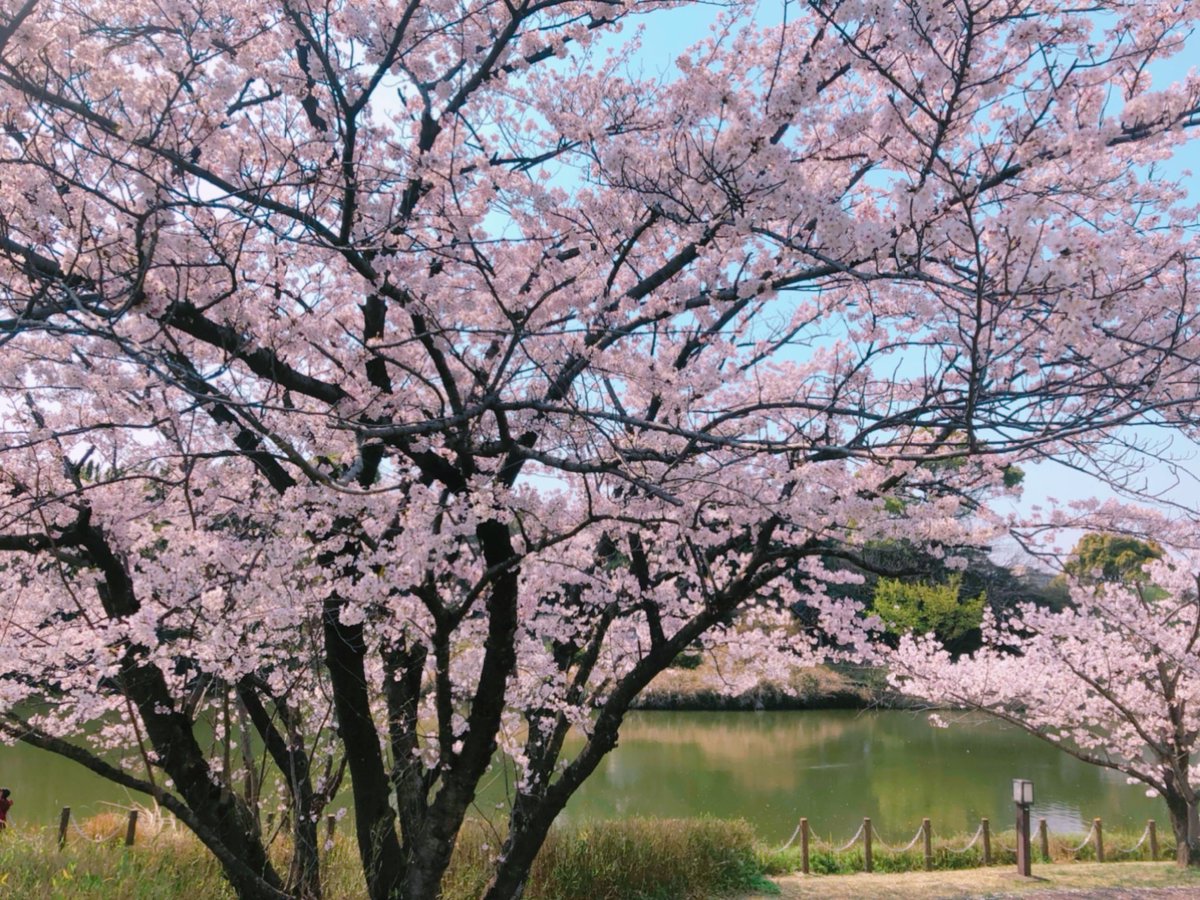 何度でも花が咲くように私を生きよう Twitter Haku