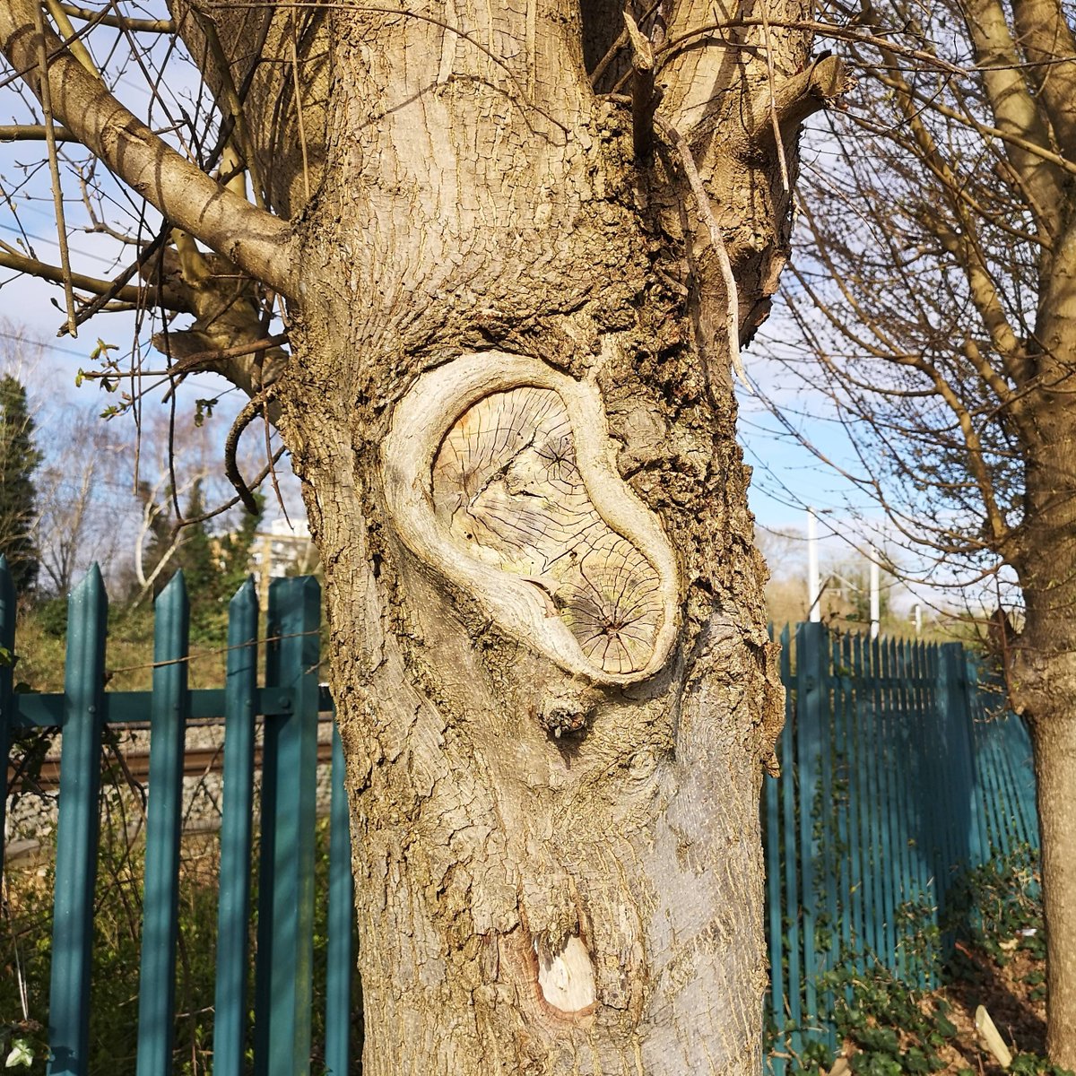 ShirlAngelLady's tweet image. I&apos;m listening are YOU? 

#listentothetrees #weareallconnected #nature #letmehelpyou #oldandwise #bestill #feelmyenergy #respectnature #askmeanything