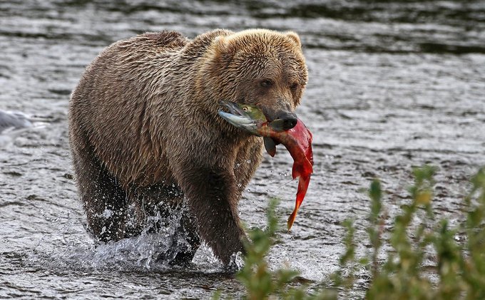 Saving Fish From Drowning